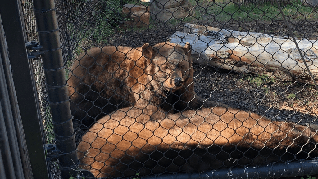 baylor bear habitat